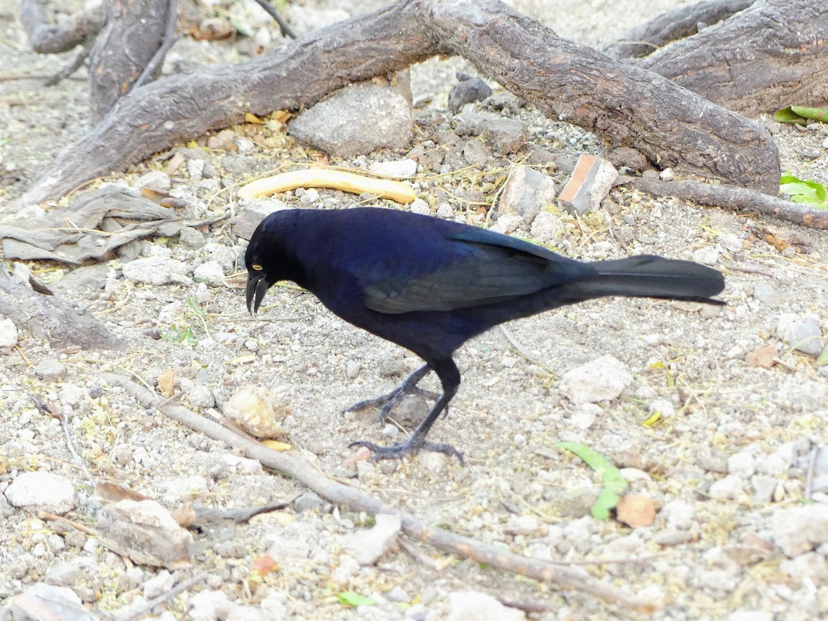 grackle sp. - ML630020959