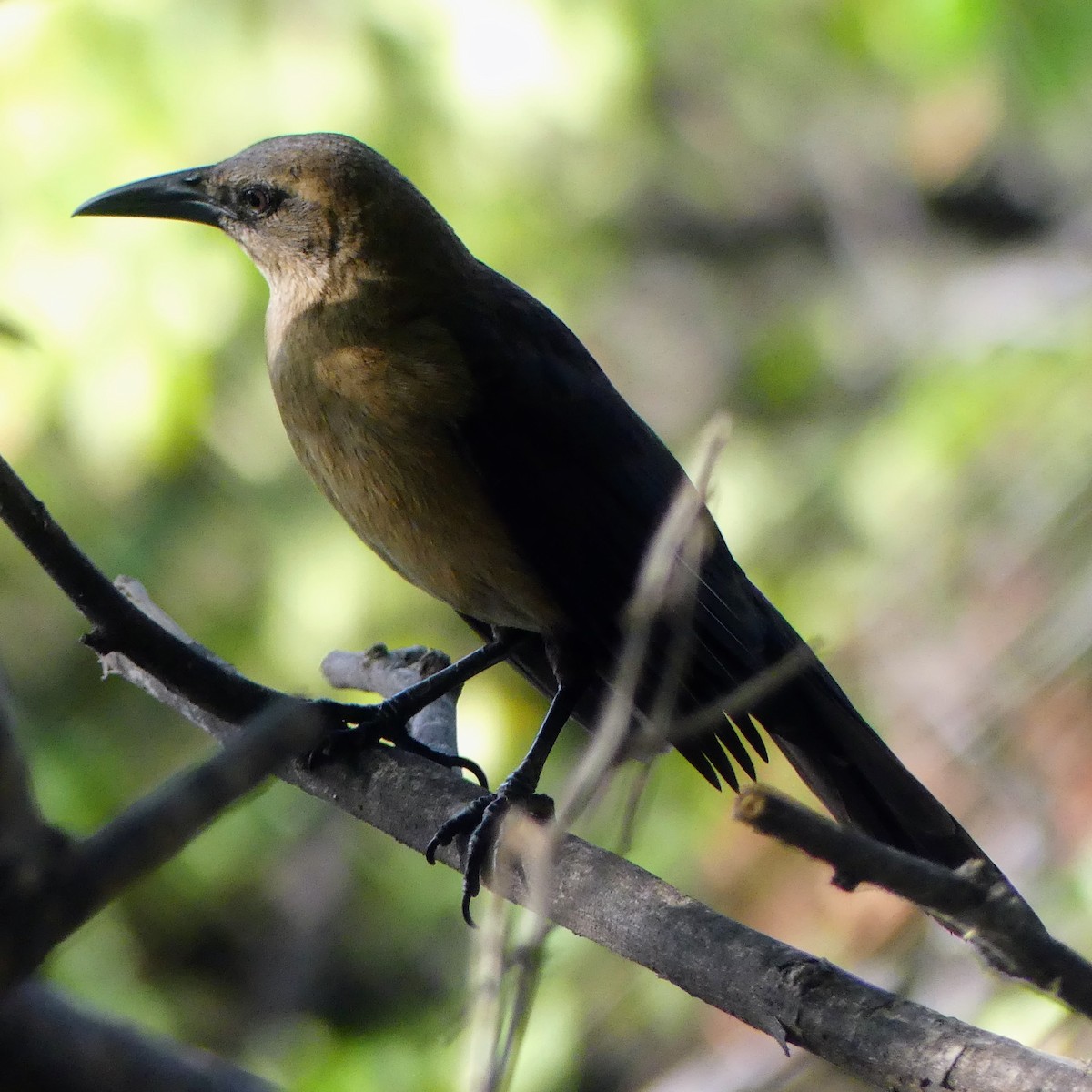 grackle sp. - ML630020971