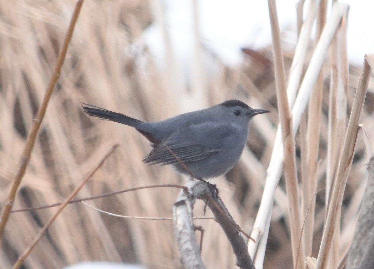 Gray Catbird - ML630021159