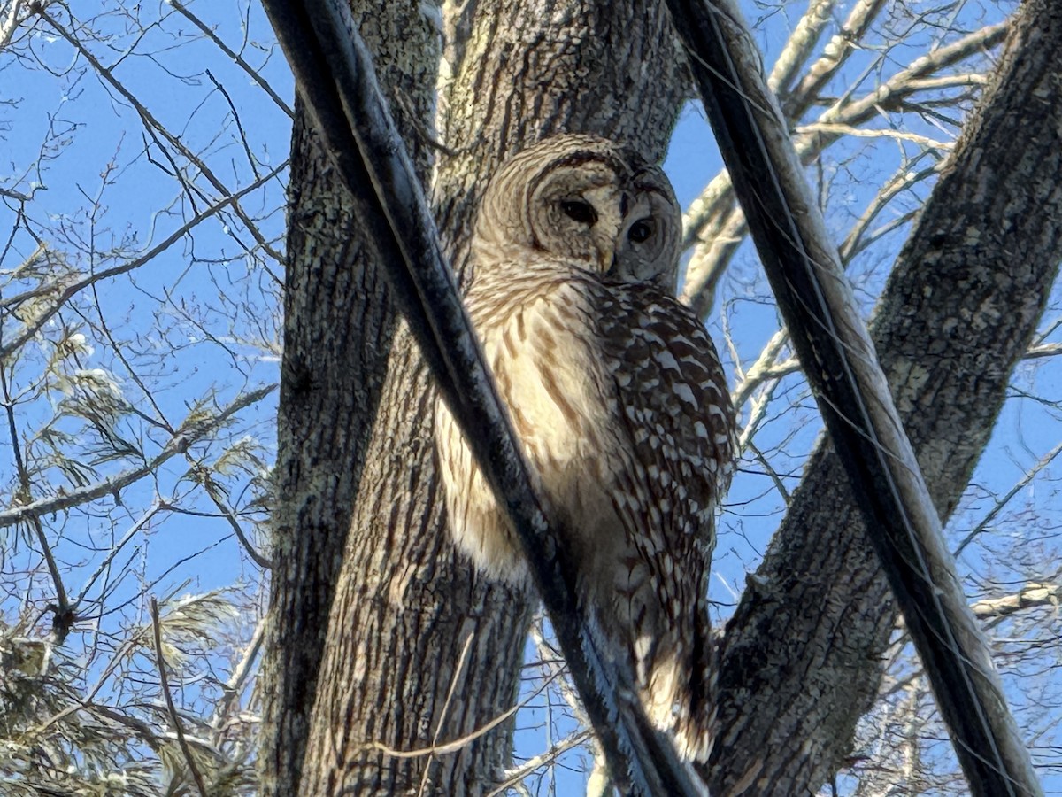 Barred Owl - ML630021163
