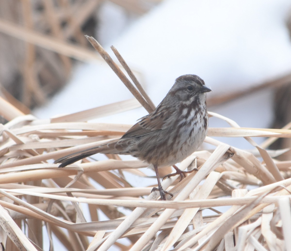 Song Sparrow - ML630021169