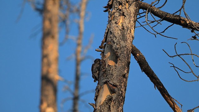 American Three-toed Woodpecker - ML630021360