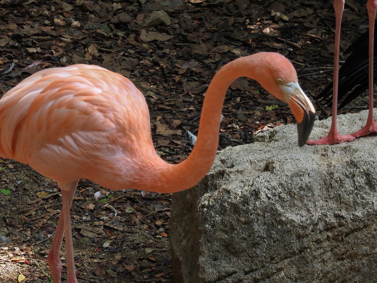 Şili Flamingosu - ML630021474