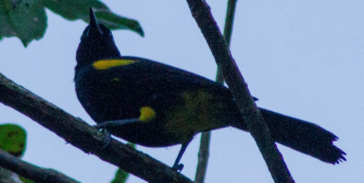 Puerto Rican Oriole - ML630021552