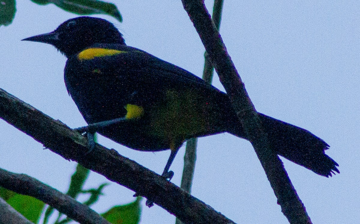 Puerto Rican Oriole - ML630021553