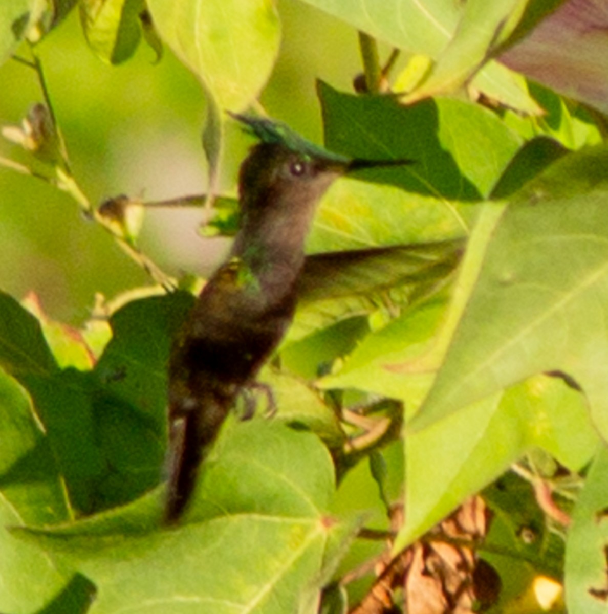 eBird Checklist - 29 Jan 2025 - Crested hummingbird stakeout - 15 ...