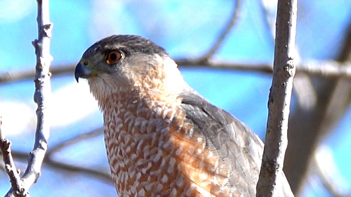 Cooper's Hawk - ML630021788