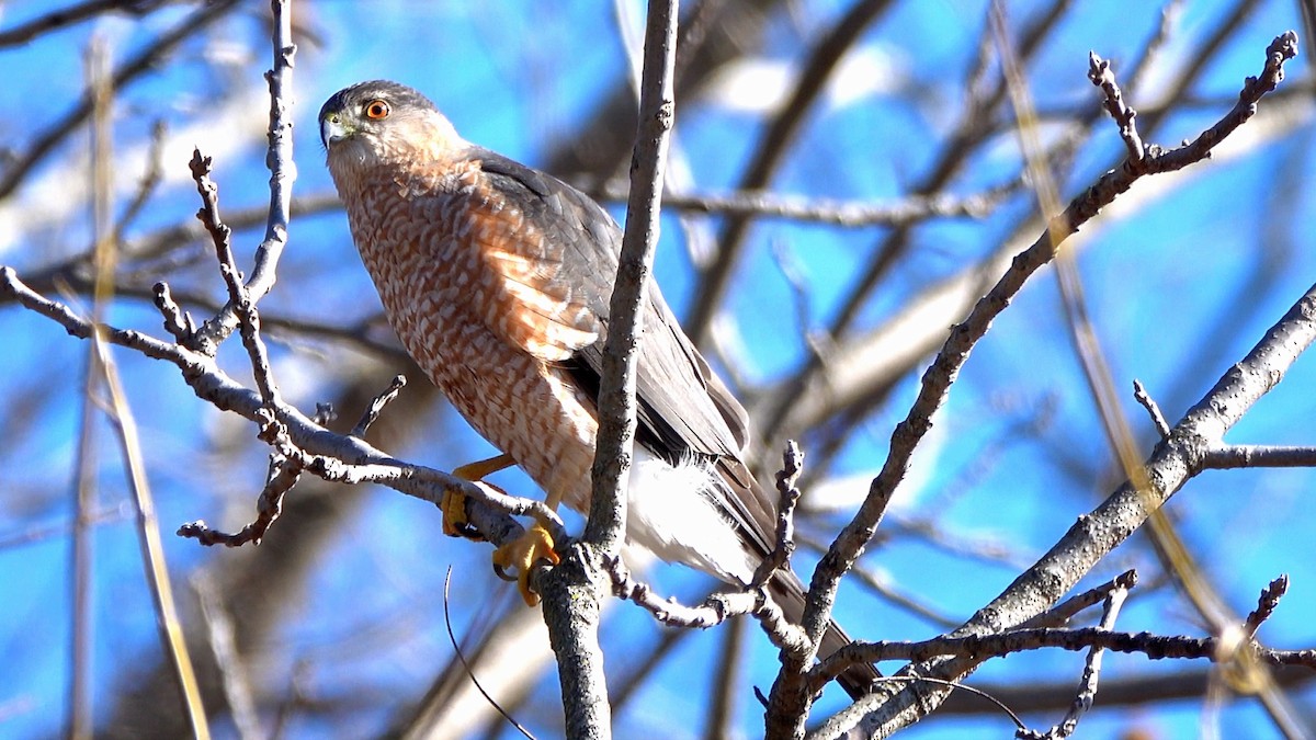 Cooper's Hawk - ML630021789