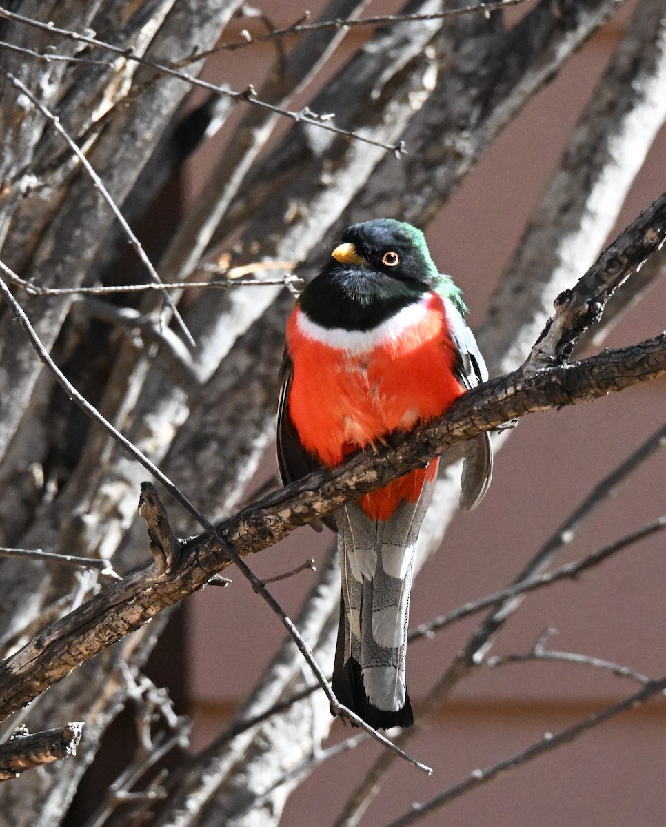 Coppery-tailed Trogon - ML630022016