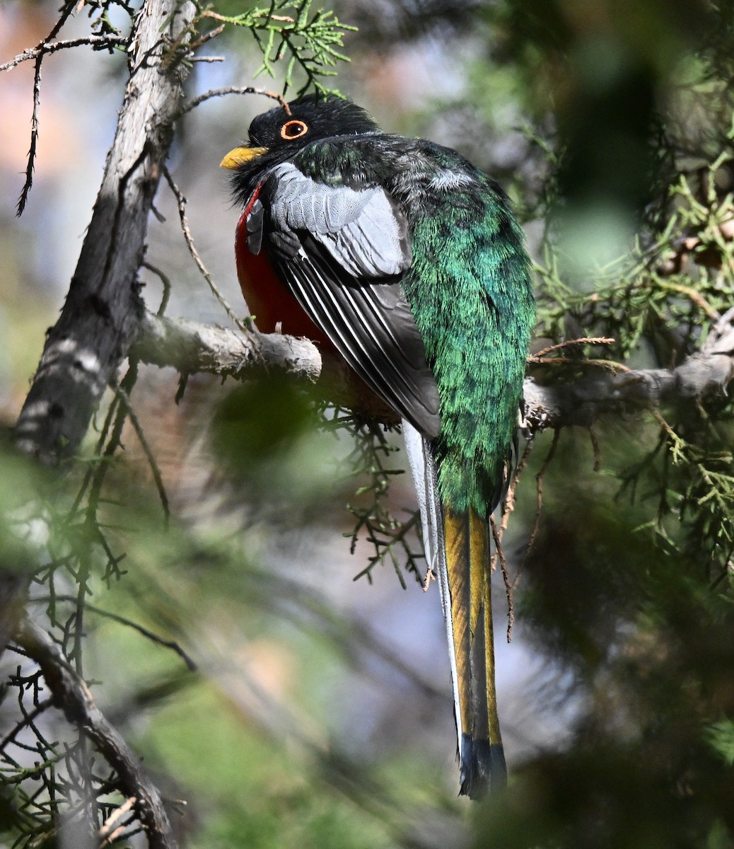 Coppery-tailed Trogon - ML630022017