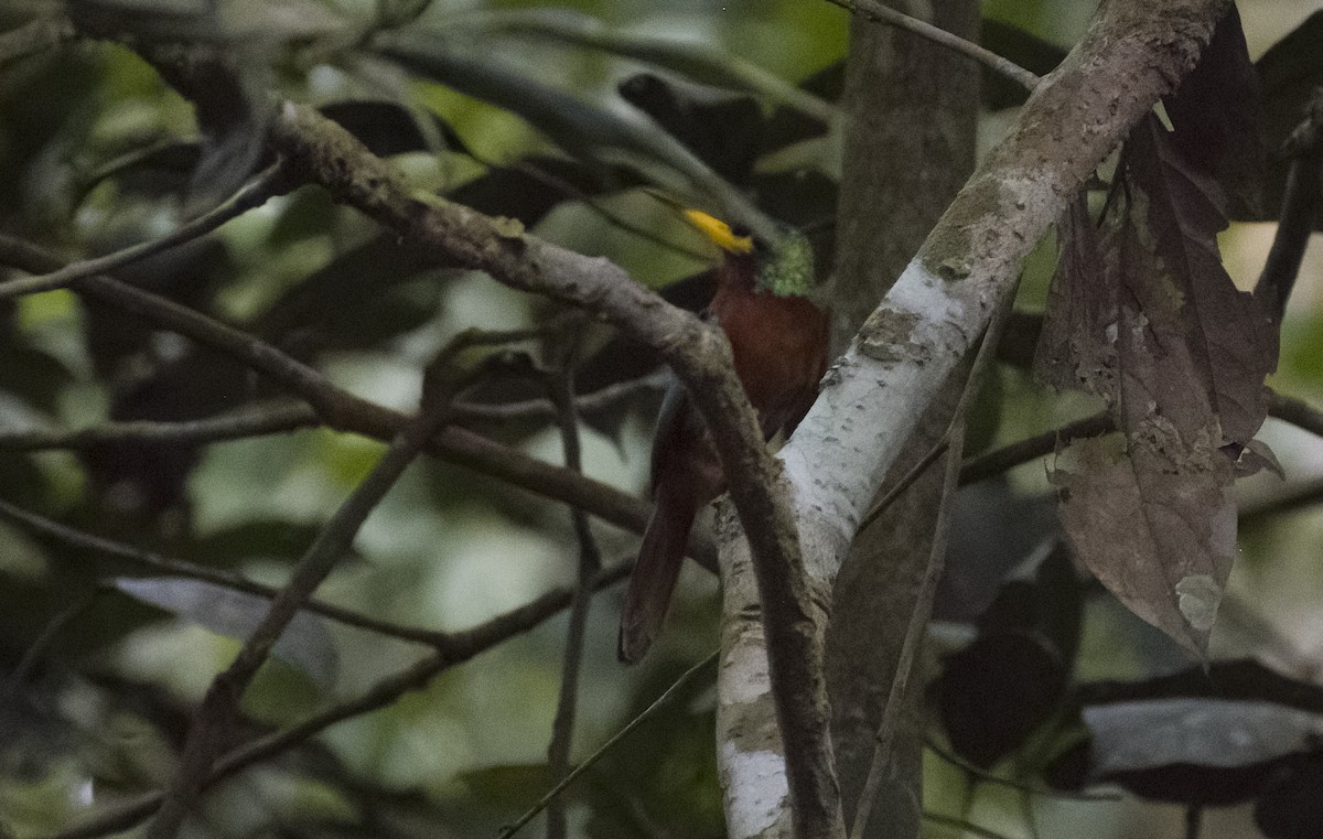 Blue-cheeked Jacamar - ML630022117