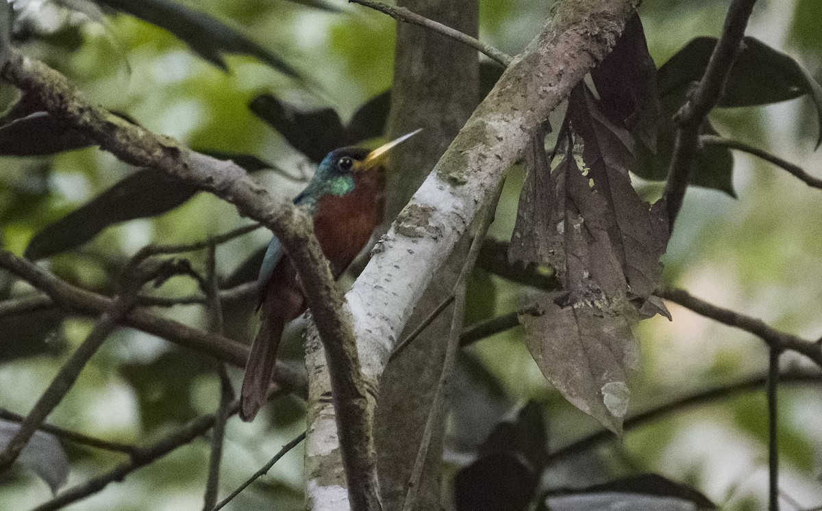 Blue-cheeked Jacamar - ML630022124
