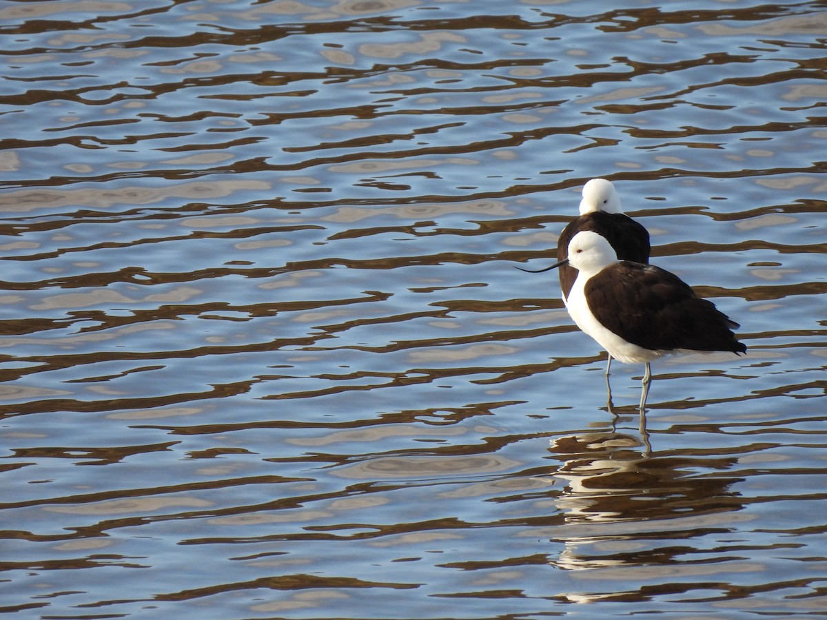 Andean Avocet - ML630022205