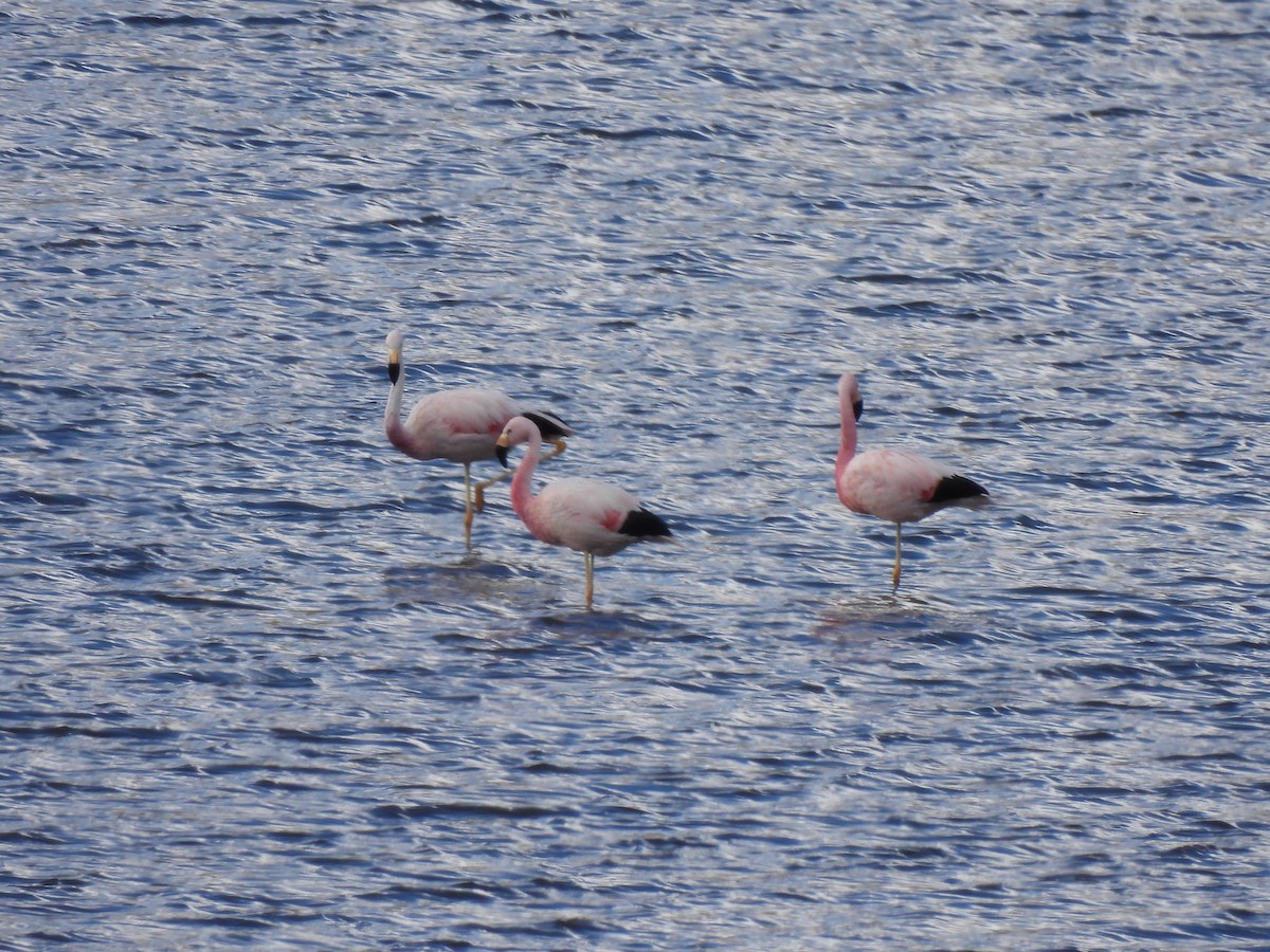 Andean Flamingo - ML630022246