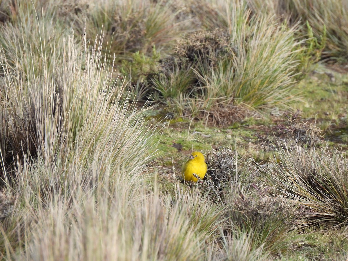Puna Yellow-Finch - ML630022261