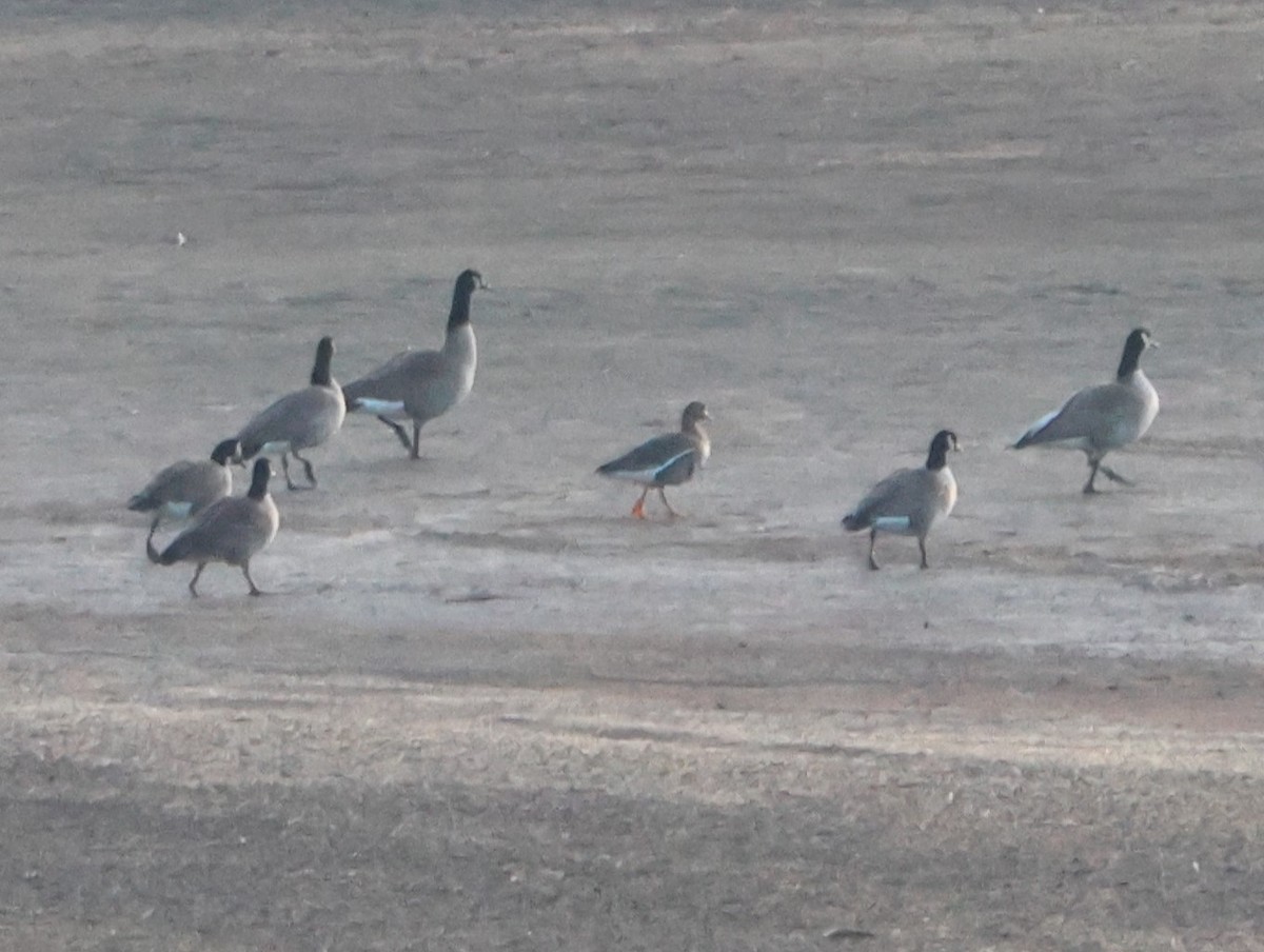 Greater White-fronted Goose - ML630022273