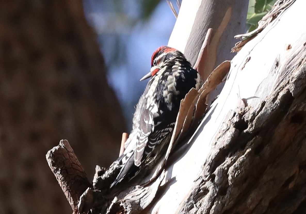 Red-naped Sapsucker - ML630022282