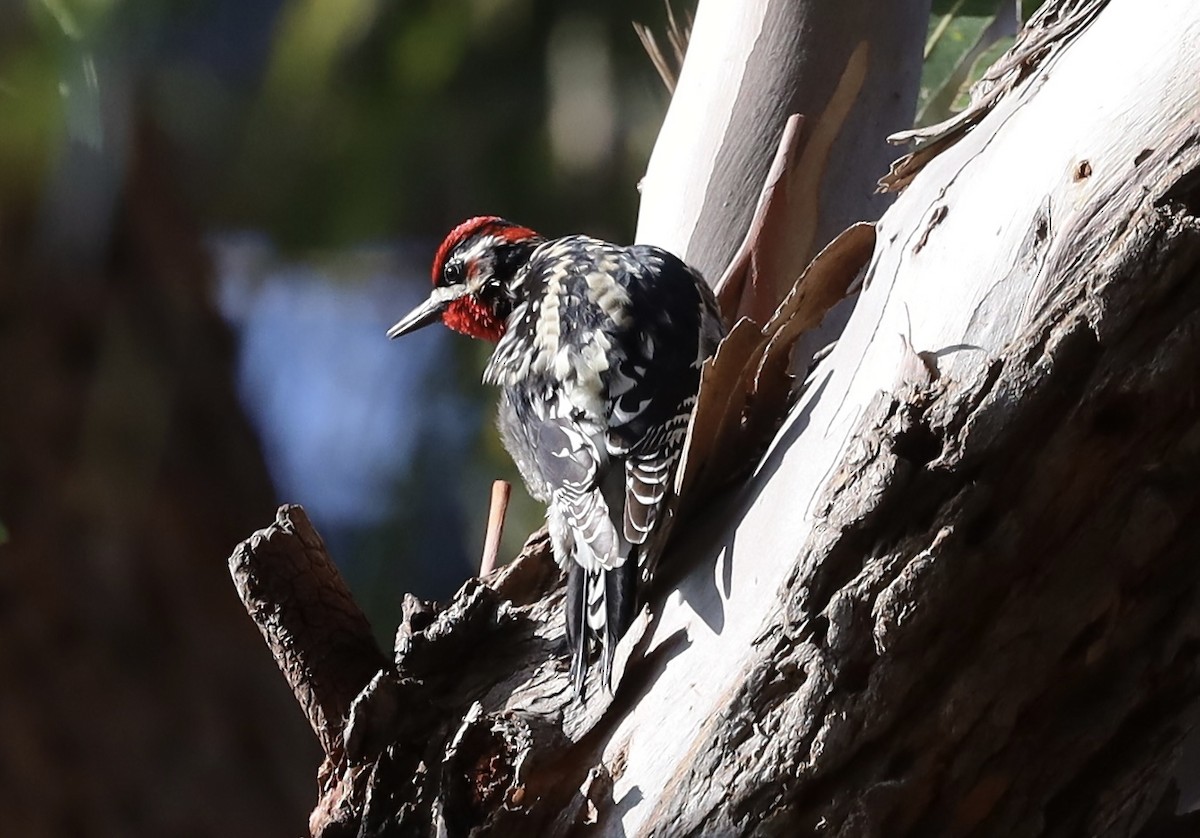 Red-naped Sapsucker - ML630022283