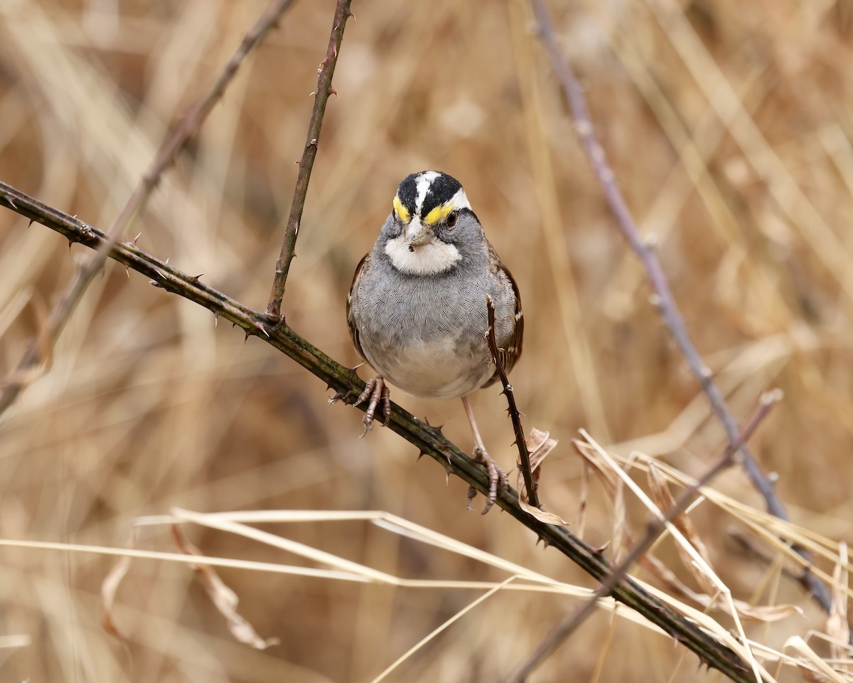 White-throated Sparrow - ML630022322