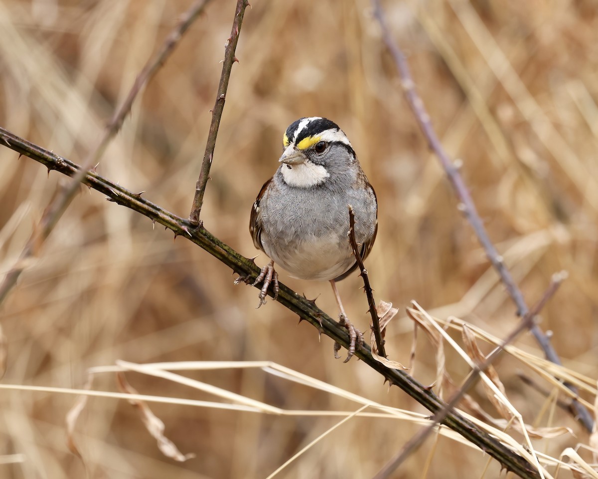 White-throated Sparrow - ML630022330