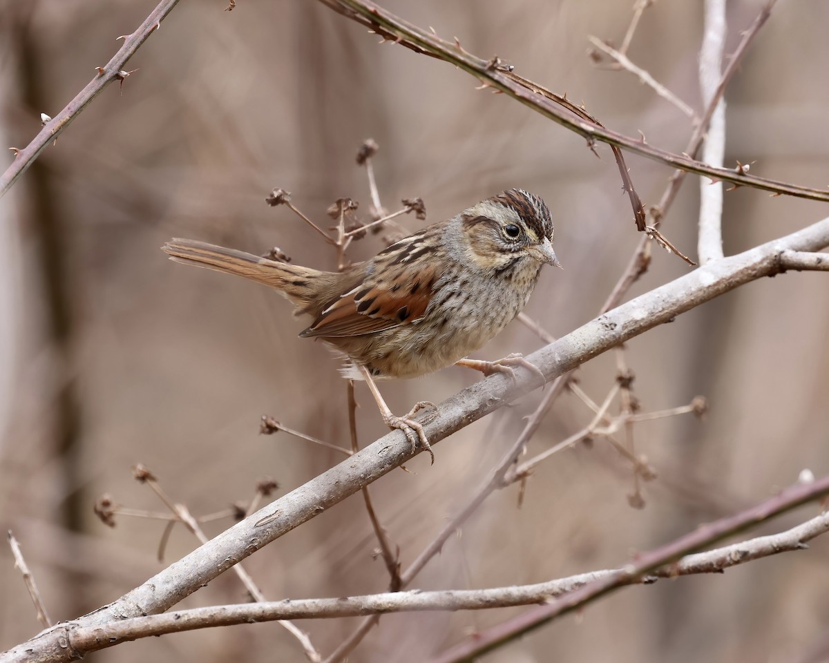 Swamp Sparrow - ML630022360