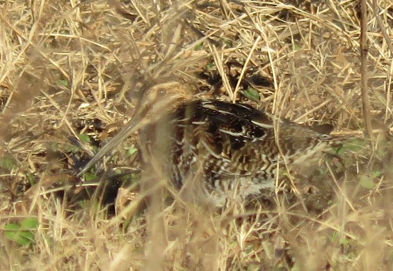Wilson's Snipe - ML630022431