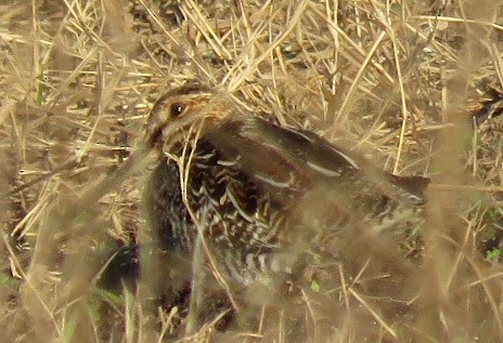 Wilson's Snipe - ML630022448