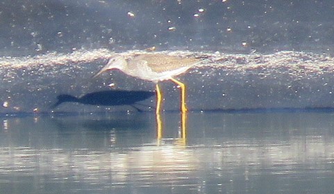 Lesser Yellowlegs - ML630022471