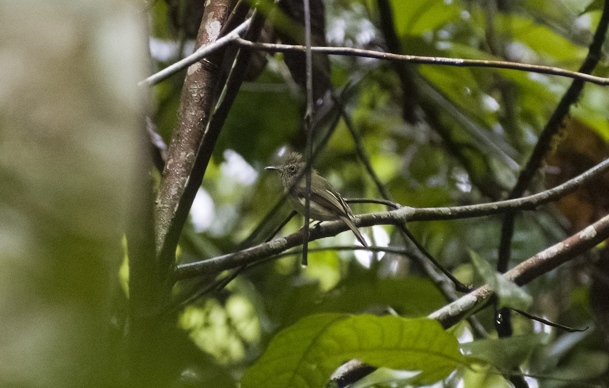 Snethlage's Tody-Tyrant - ML630022503