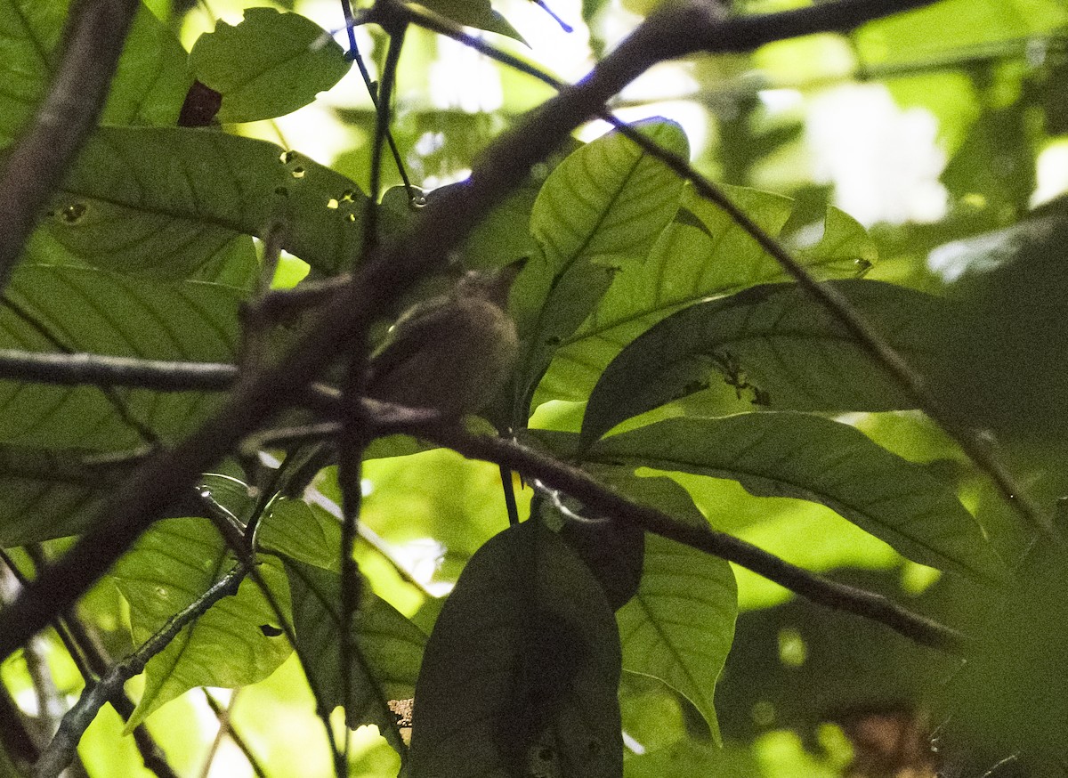 Snethlage's Tody-Tyrant - ML630022504