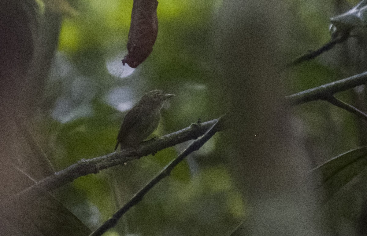 Dwarf Tyrant-Manakin - ML630022509