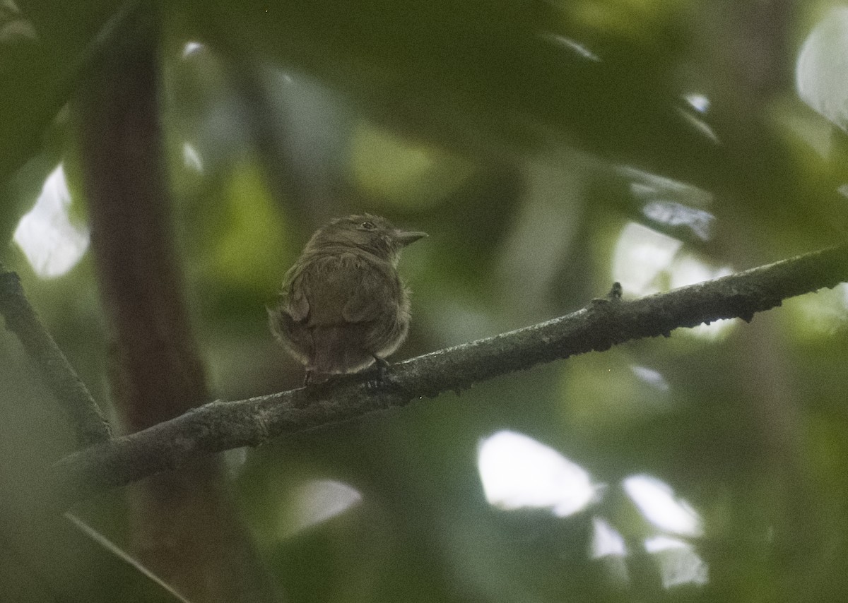 Dwarf Tyrant-Manakin - ML630022510