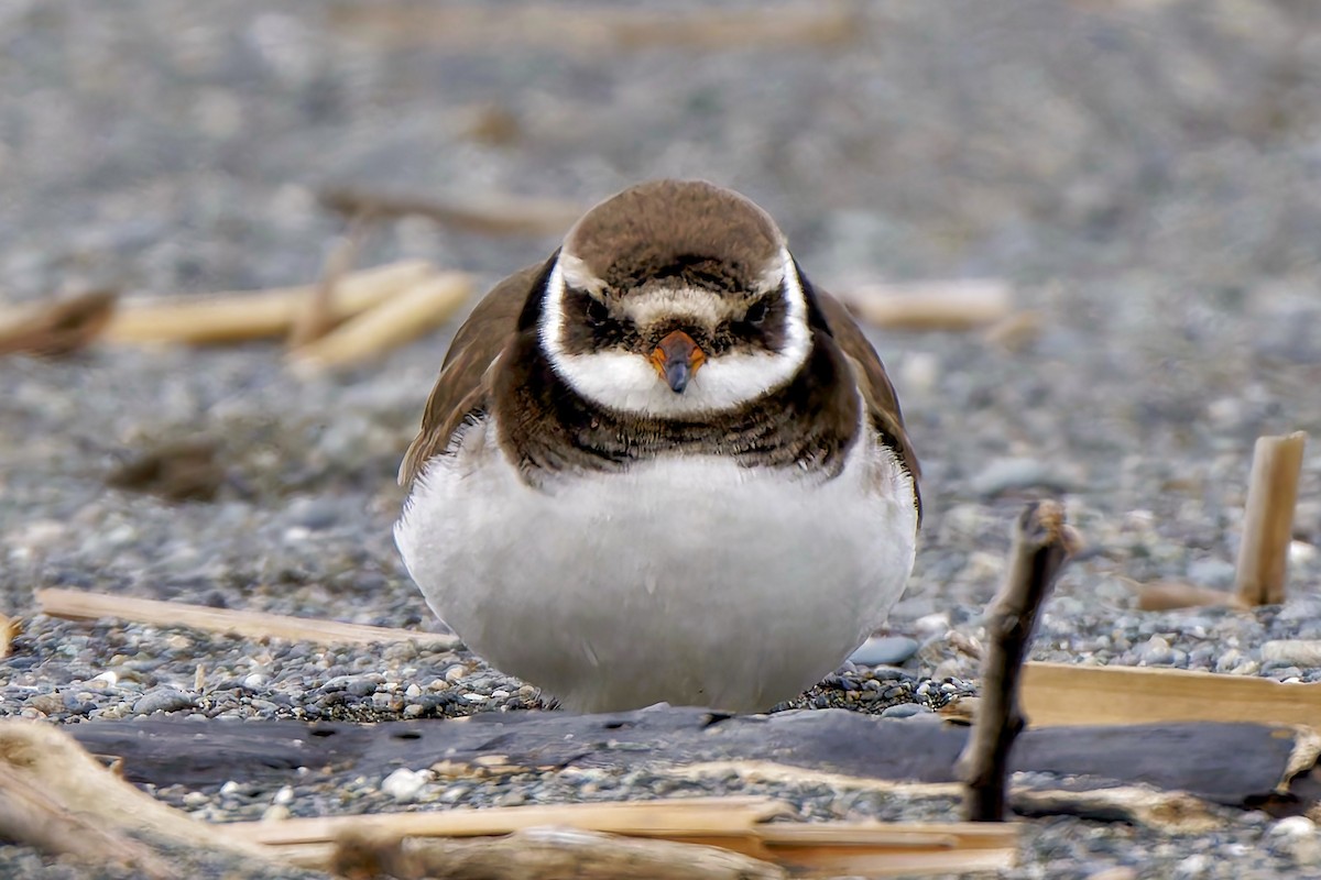 環頸鴴 - ML630022540