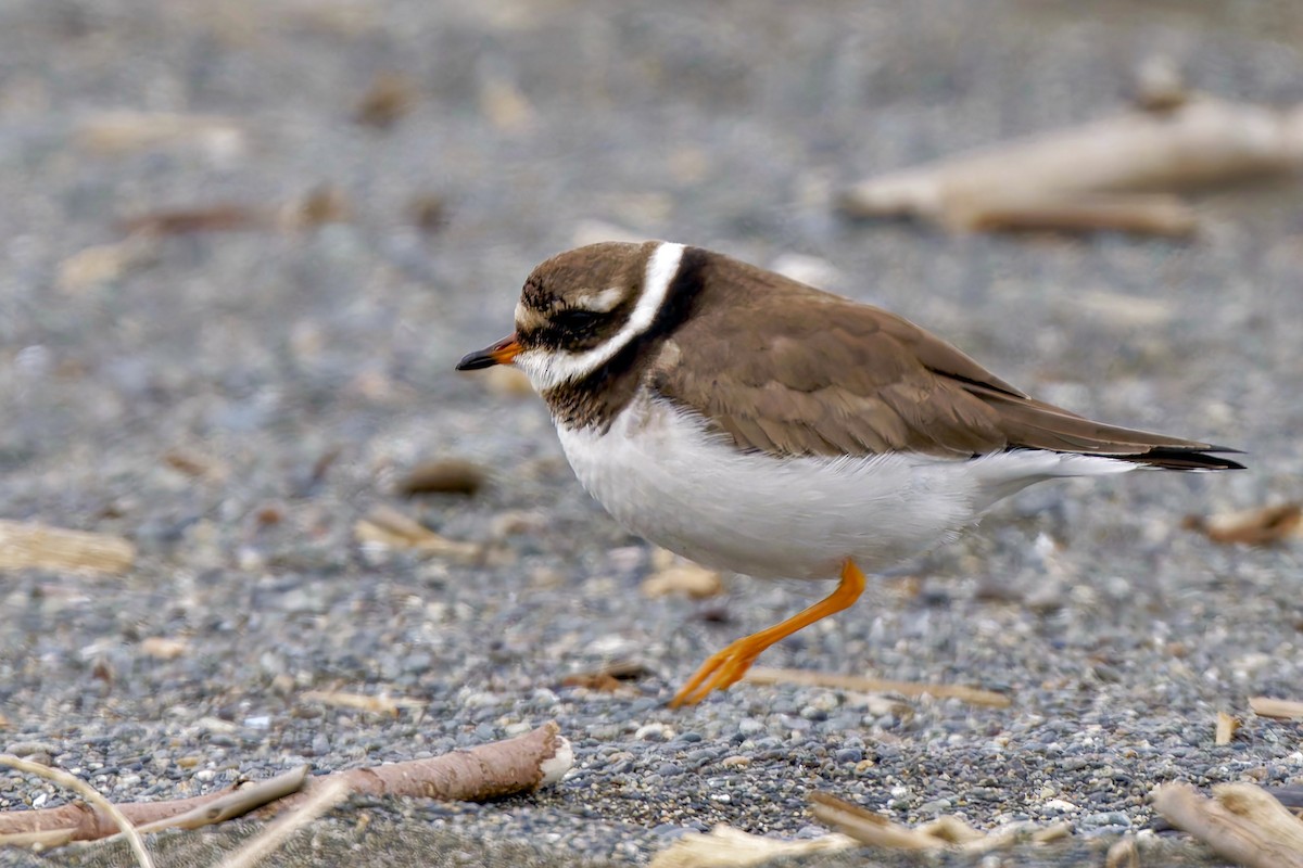 環頸鴴 - ML630022541