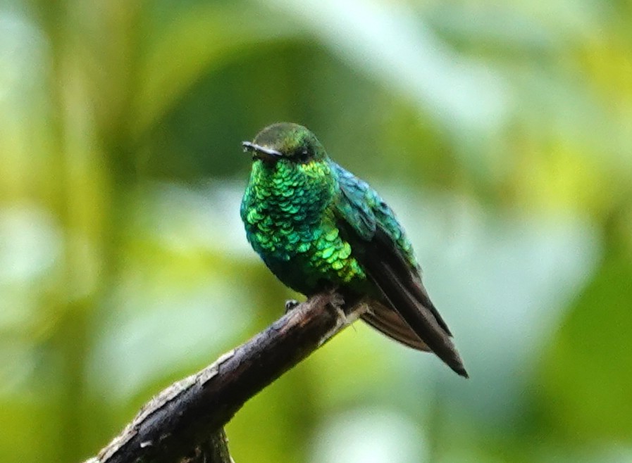 Short-tailed Emerald - ML630022548