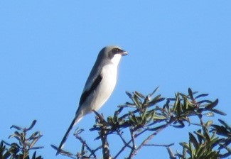 Loggerhead Shrike - ML630022559