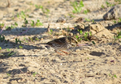 Savannah Sparrow - ML630022576