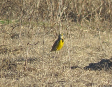 Eastern Meadowlark - ML630022591