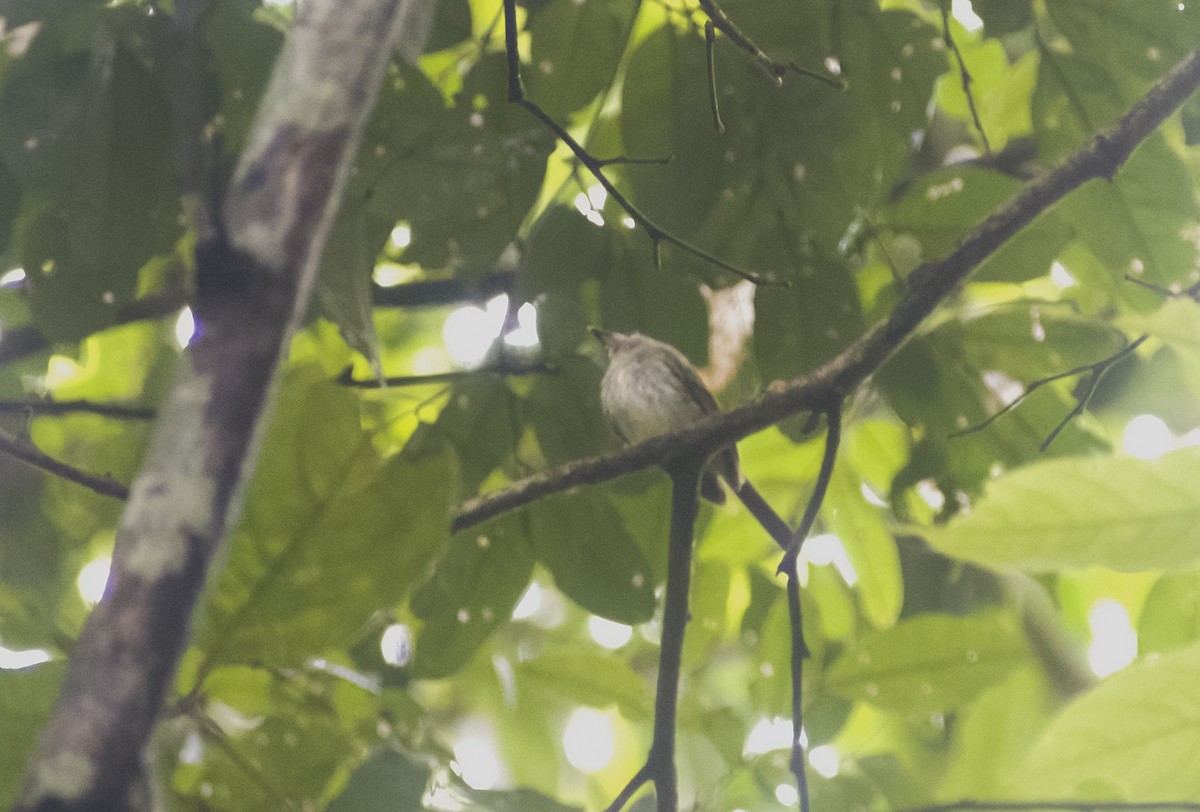 Helmeted Pygmy-Tyrant - ML630022606
