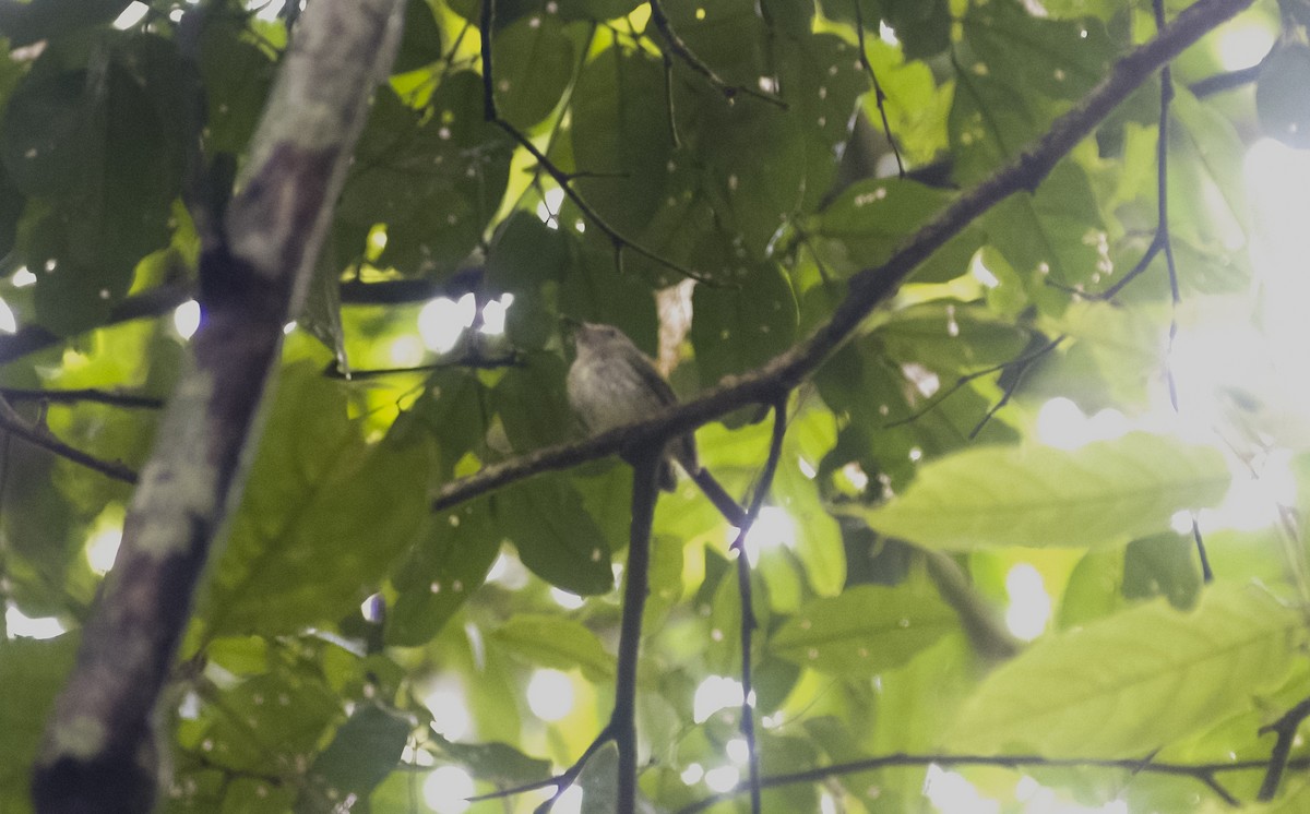 Helmeted Pygmy-Tyrant - ML630022607