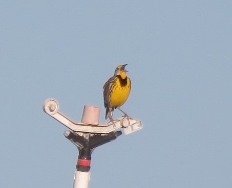 Eastern Meadowlark - ML630022608