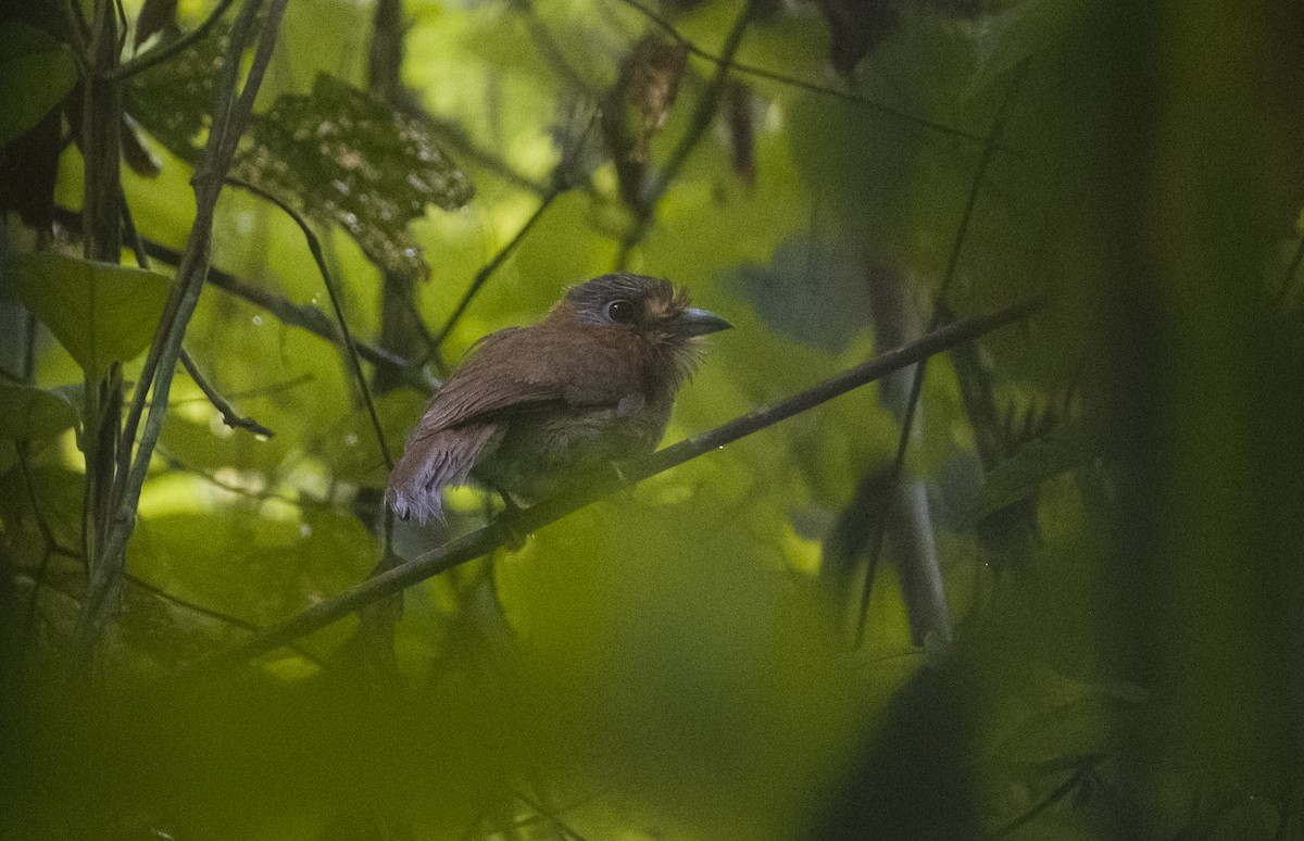 Rufous-necked Puffbird - ML630022612