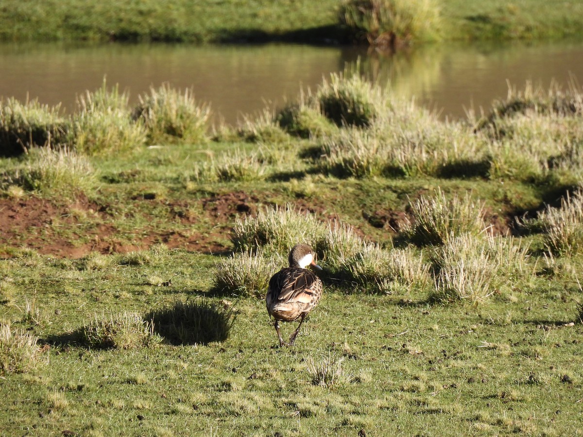 White-cheeked Pintail - ML630022613