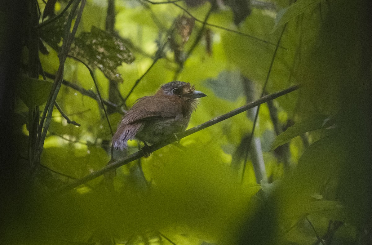 Rufous-necked Puffbird - ML630022614