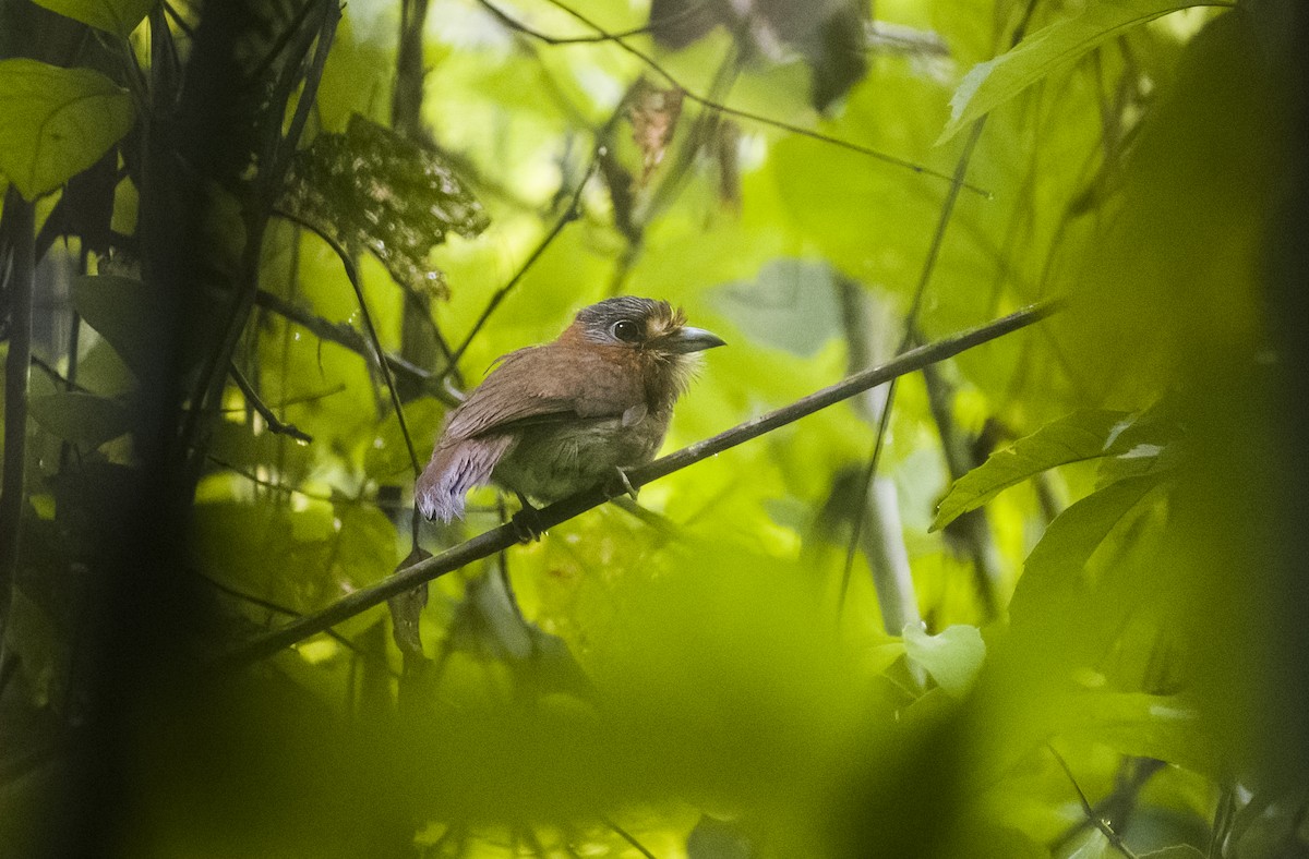 Rufous-necked Puffbird - ML630022615