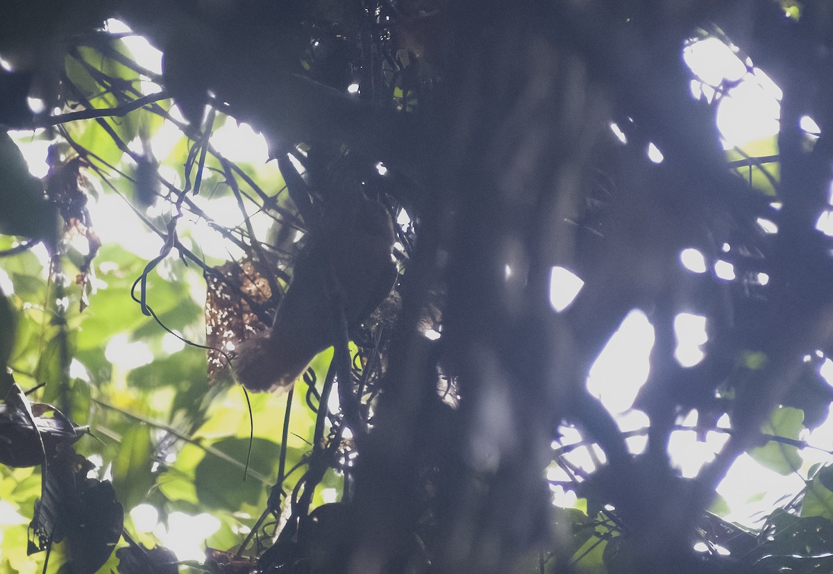 Cinnamon-rumped Foliage-gleaner - ML630022627