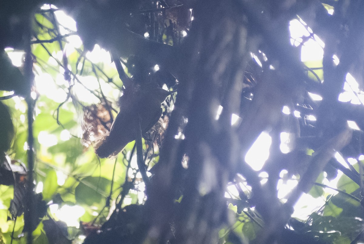 Cinnamon-rumped Foliage-gleaner - ML630022628