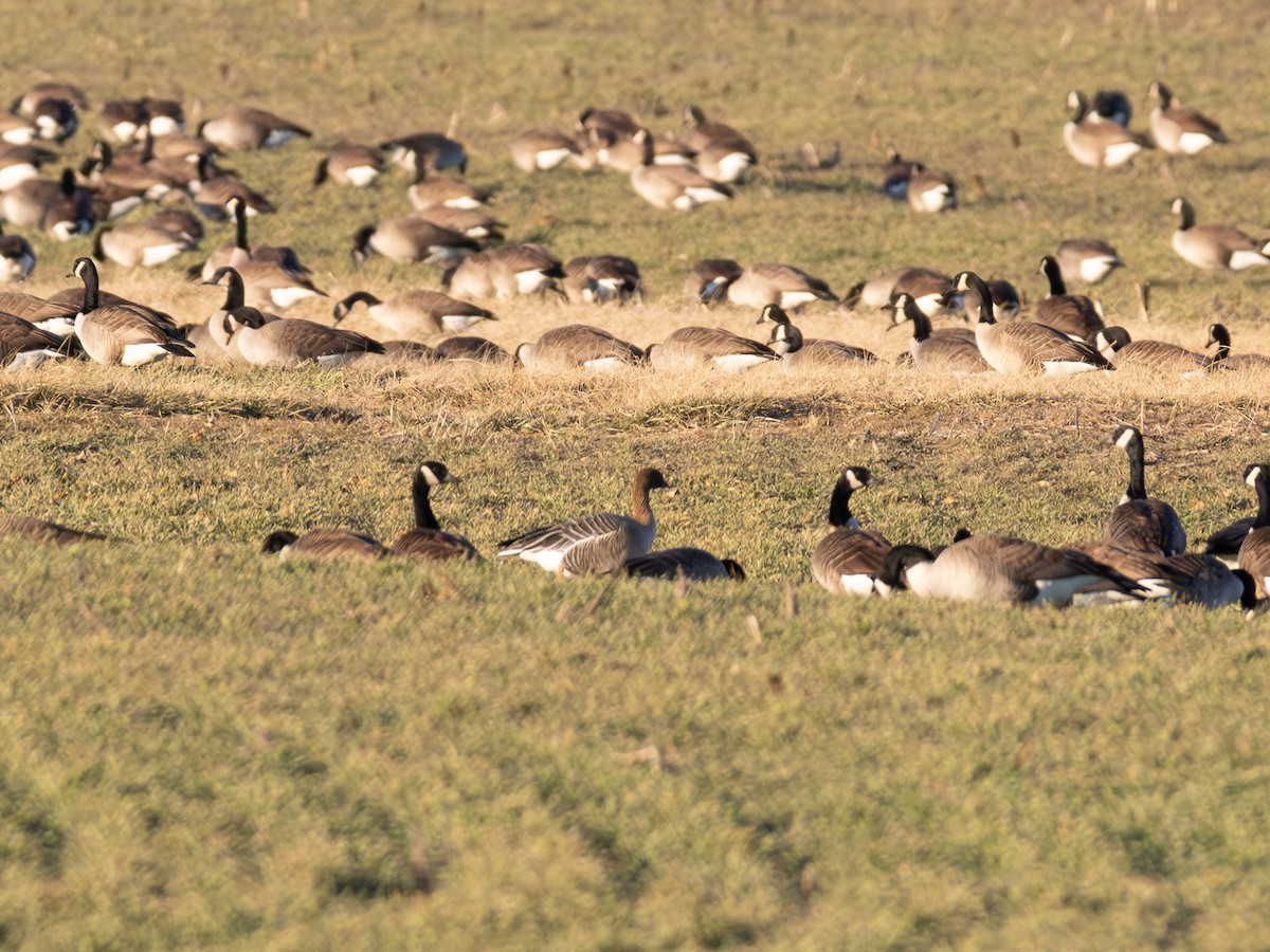 Pink-footed Goose - ML630022664