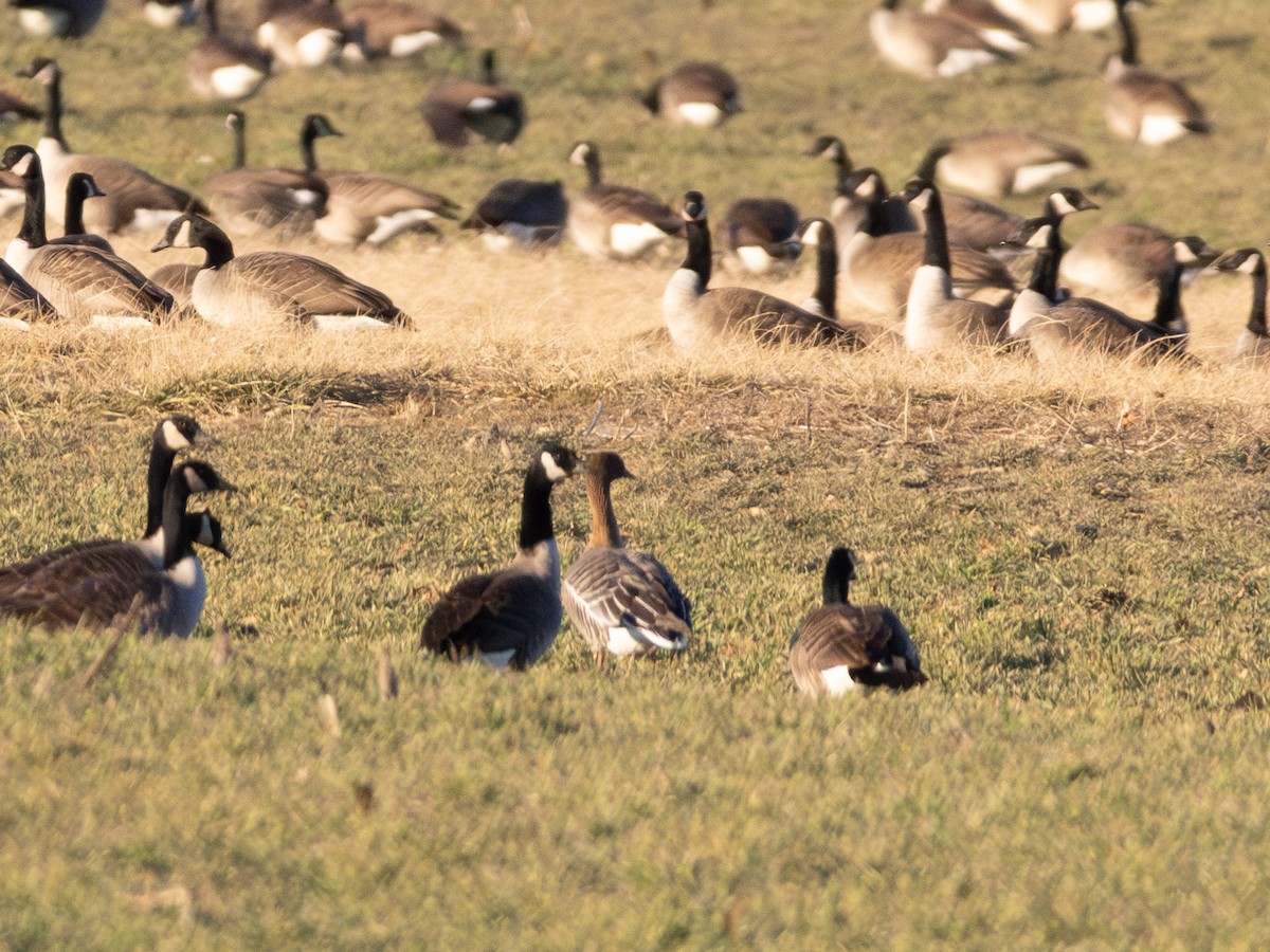 Pink-footed Goose - ML630022665