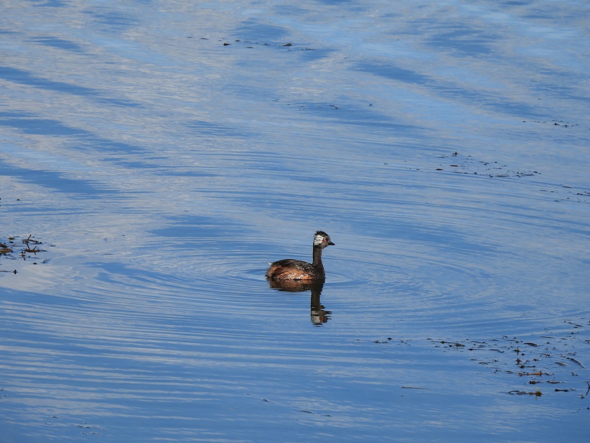 White-tufted Grebe - ML630022669